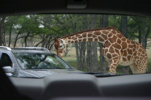 Feeding giraffes