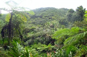 El Yunque